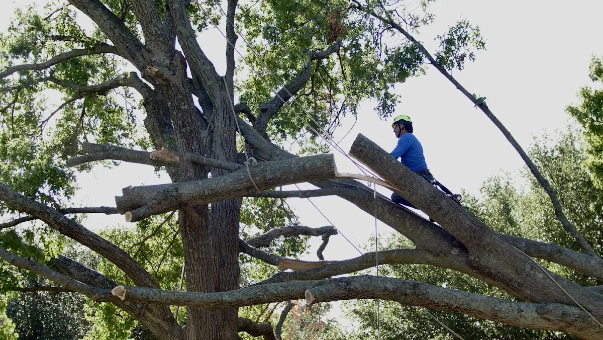 Professional Crown Thinning performed by certified arborists in Pittsview